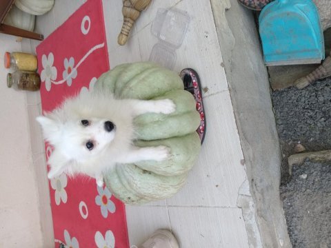 Pomeranian verilecektir