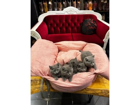 British shorthair
