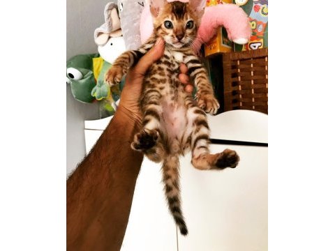 Safkan show class bengal bebekler