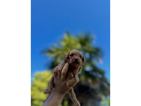 Türünün en miniği mikro poodle redbrown