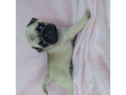 Pug yavruları