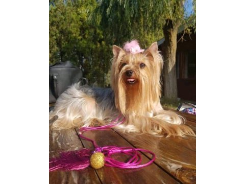 Ev doğumlu yorkshire terrier bebeğim