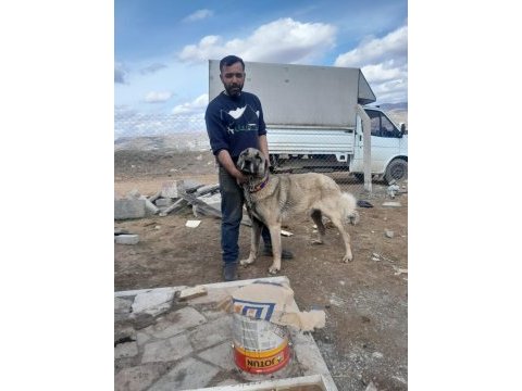 Kangal yavruları ve damızlık mevcut