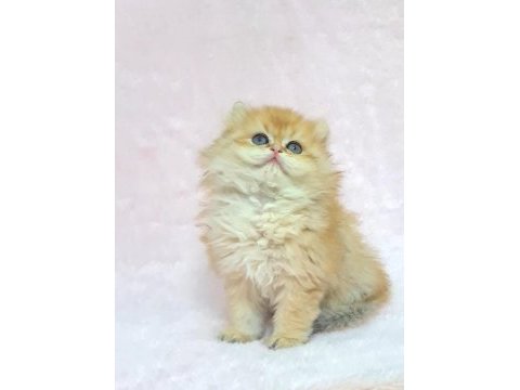 A kalite orijinal british longhair golden yavrum