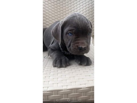Tank gibi evlat cane corso isteyenler