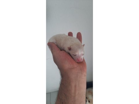 3 adet erkek pomeranian yavru