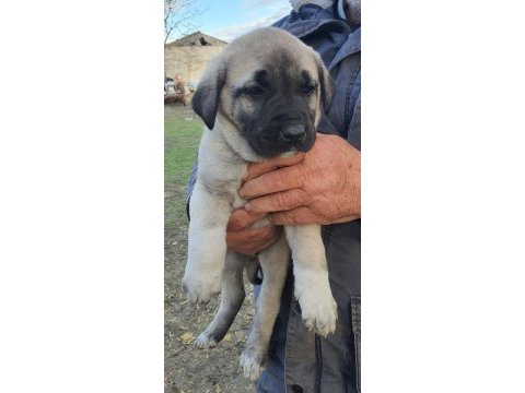 Kangal yavru devler yine meydanlarda