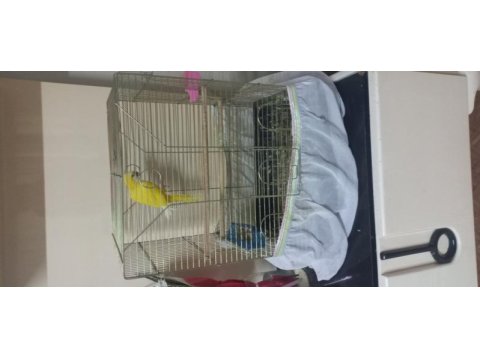 Full evcil sarı monk papağanı