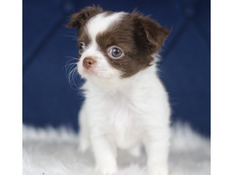 Orijinal teacup chihuahua yavrularımız