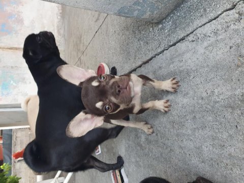Albino ve kahve beyaz 70 günlük french bulldog yavrular