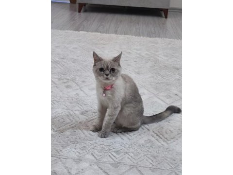 British shorthair 22 aylik misiva kızımıza yeni yuva