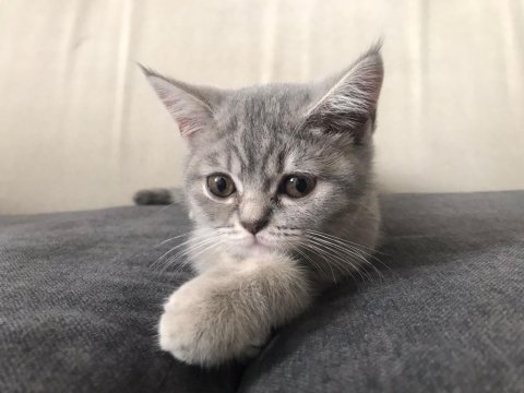 2 aylık aşılı prenses silver tabby british shorthair