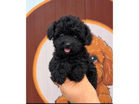 Black kore toy poodle