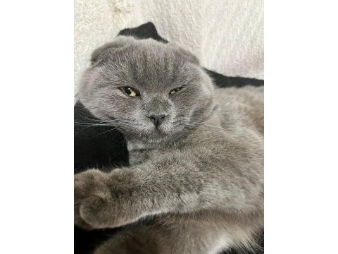 Scottish fold 8 aylık dişi