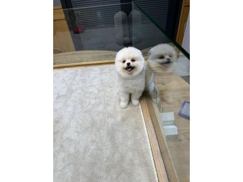 Sahibinden uygun pomeranian
