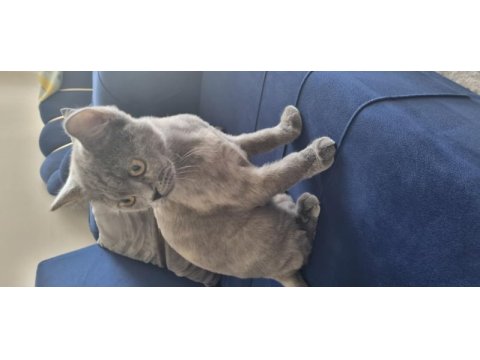Scottish fold erkek, british shorthair dişi