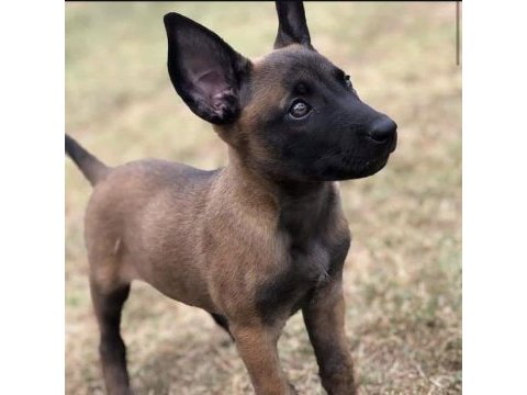 Malinois yavruları