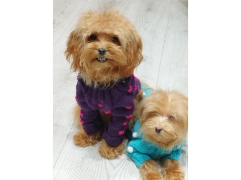Tüy dökmeyen maltipoo yavru