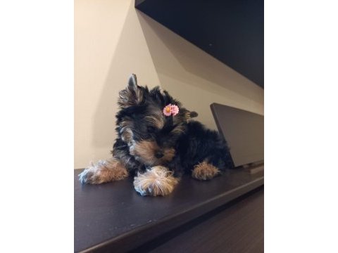 0 numara yorkshire terrier yavrularımız