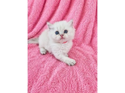 Safkan bebek british longhair mavi gözlü