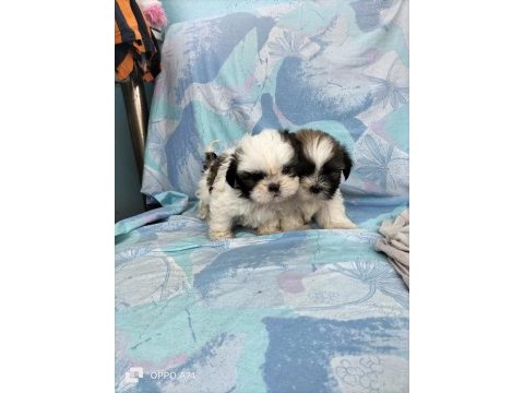 Shih tzu bebeklerimiz