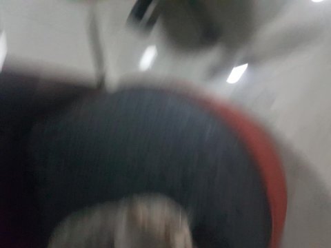 3 yaşında erkek kedim