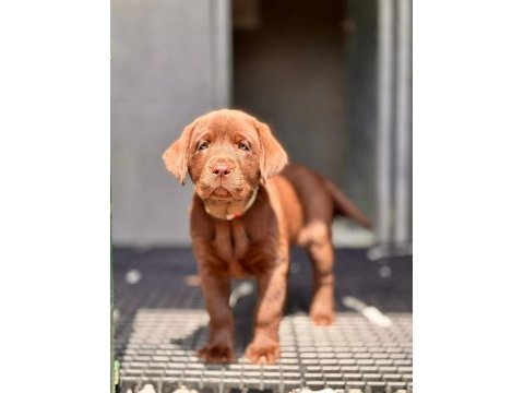 Kalite ve güvenin adresinden labrador yavruları
