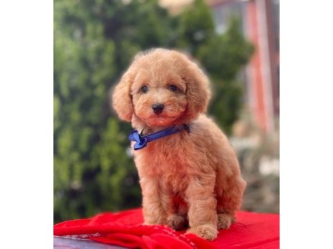 Orjinal toy poodle yavrularımız