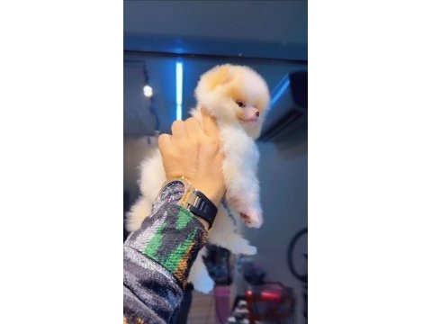 Pomeranian boo köpeğimiz