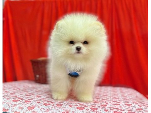 Safkan pomeranian boo yavrularımız