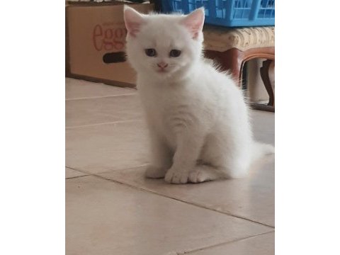 British shorthair yavru kedimiz
