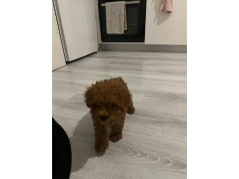 Orjinal aşılı ev üretimi toy poodle yavrularımız