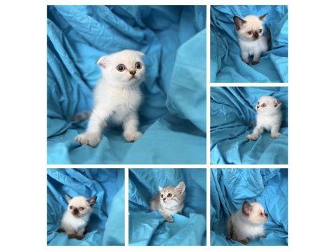 Kaliteli 1. sınıf british shorthair yavrular