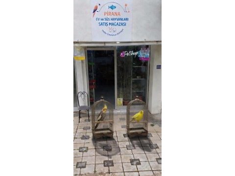 Akvaryum balıkları ve çeşitler