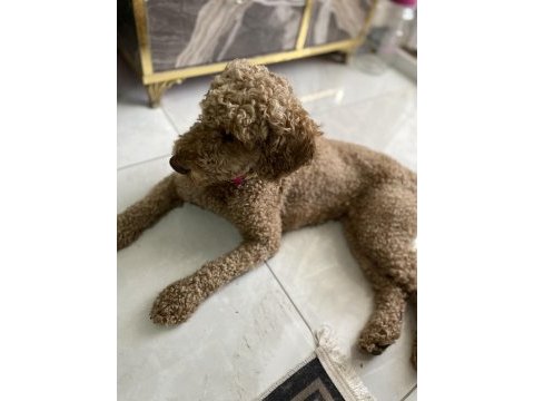 Eğitimli tuvalet eğitimi var çok bağımlı poodle