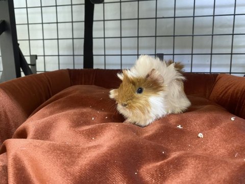 Yavru ginepig