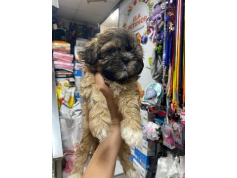 Shih tzu yavrularımız ömürlük yuvalarına hazır 