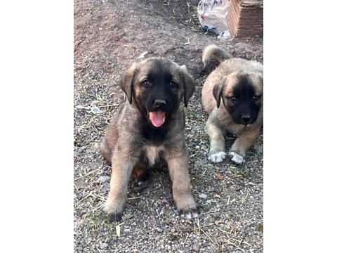 Kangal yavrularımız mevcut