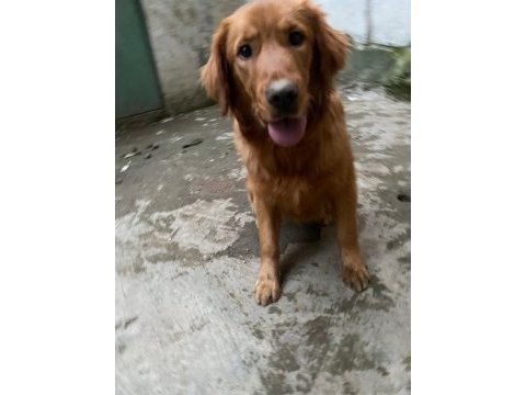 Golden retriever erkek