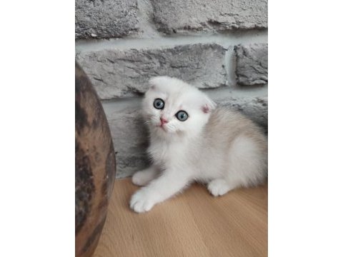 Scottish fold 2 aylık