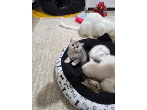 Sevgi dolu british shorthair bebeklerim