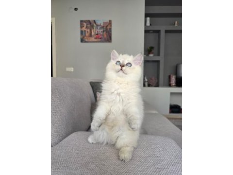 British longhair kedilerim