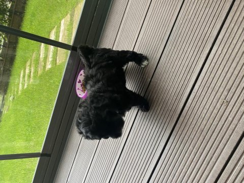 Maltipoo erkek dişi 2 aylık yavrular