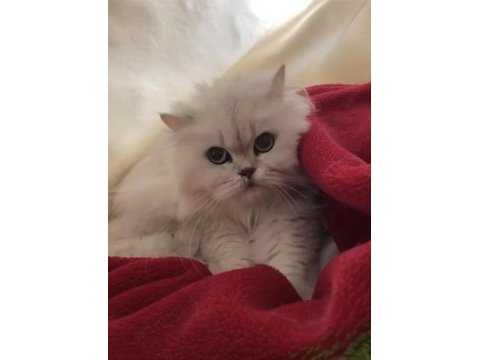 Kızımıza yuva arıyoruz british longhair