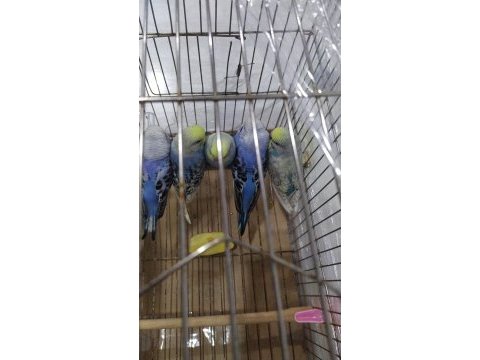 Yeni yeme düşen renk güzelleri muhabbet kuşlar