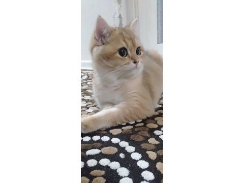 British golden shorthair ny 11 eva