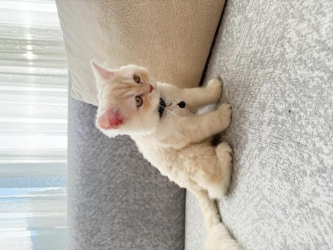 Çok sıcak kanlı sevimli