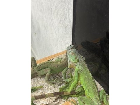 4 aylık iguana