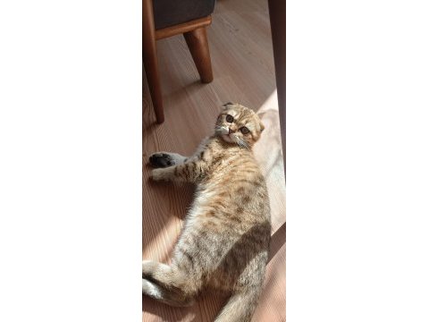Yurt dışına çıkcam acil kedimiz