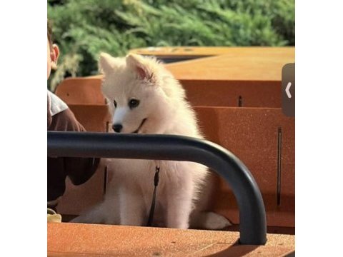 2,5 aylık samoyed yavrum ücretli sahiplendirilecek